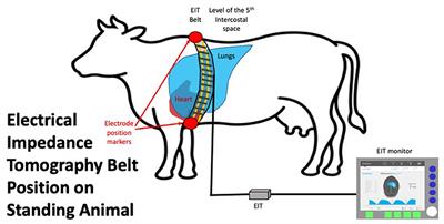 Thoracic electrical impedance tomography identifies heterogeneity in lungs associated with respiratory disease in cattle. A pilot study